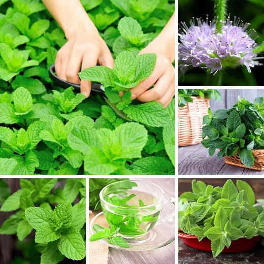 Mint Seeds #1
