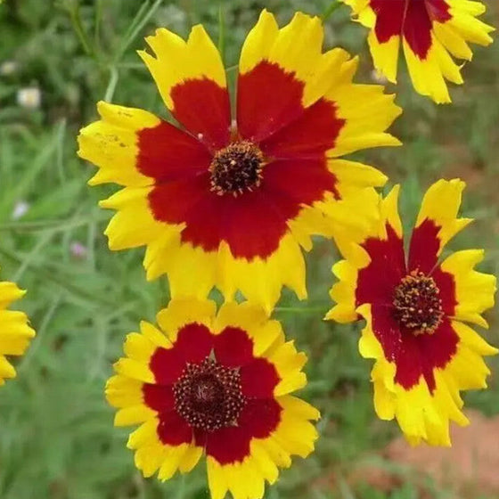 Sanvitalia Seeds - Yellow