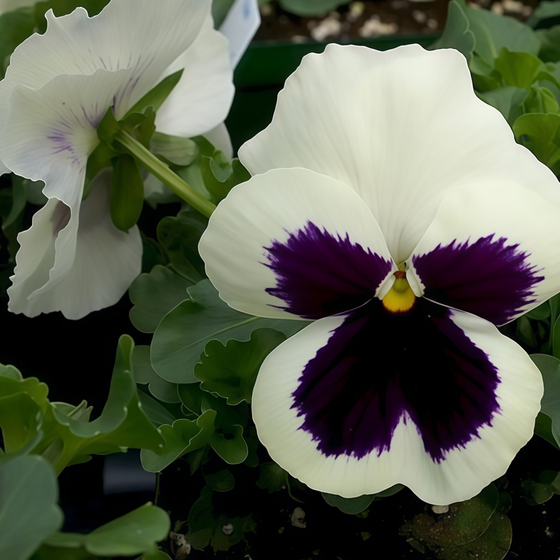Pansy Seeds - White Spot