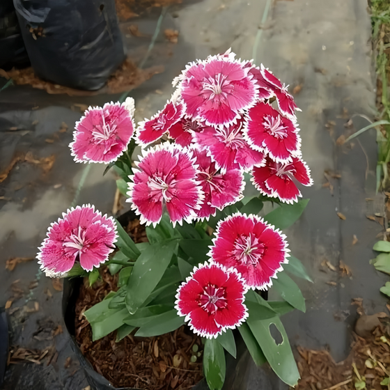 Mix Dianthus Seeds #4