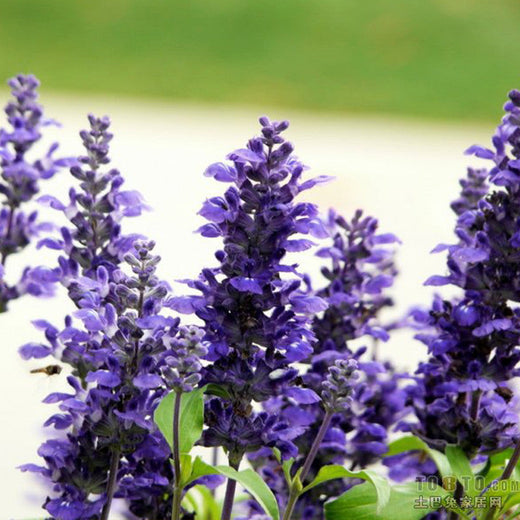 Sageⅱ Blue Sage Seeds