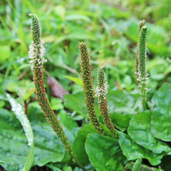 Plantago Asiatica L Asian Plantain Seeds