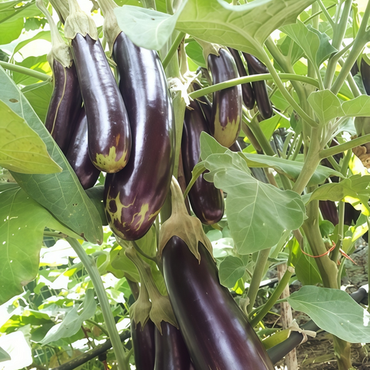 Purple Solanum Seeds #2