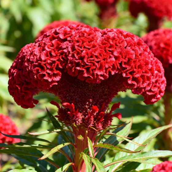 Cristata Red Celosia Seeds