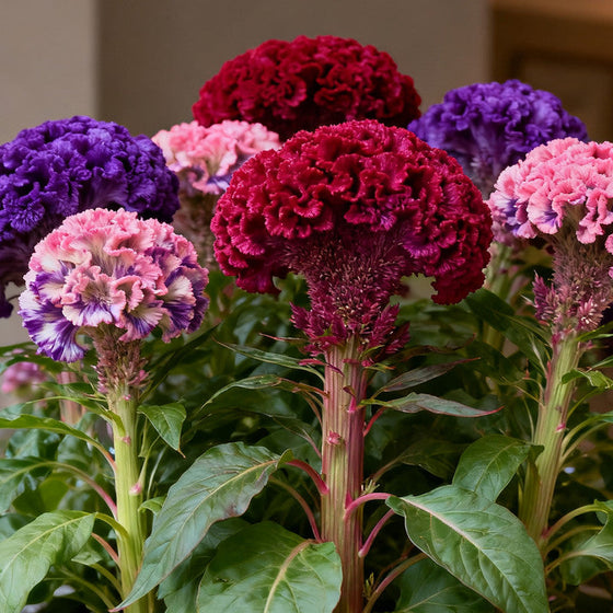 Cristata Mix Celosia Seeds