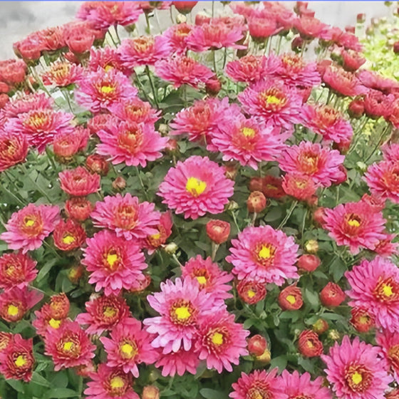 China Aster Seeds - Red #2