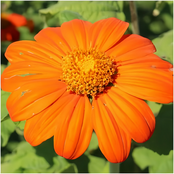 Elegans Abundant Orange Zinnia Seeds