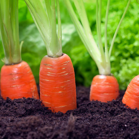 Daucus Carrot Seeds