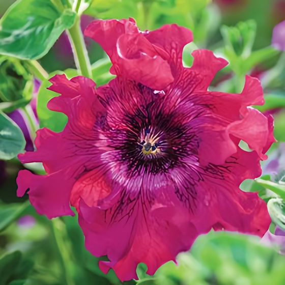Hybrida Wrinkled Flap Mix Petunia Seeds