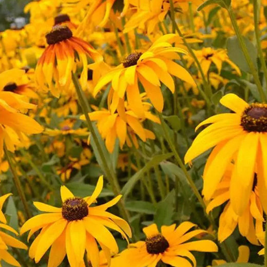 Rudbeckia Hirta Mix Black Eyed Susan Seeds