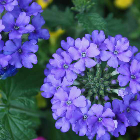Blue Verbena Seeds #1