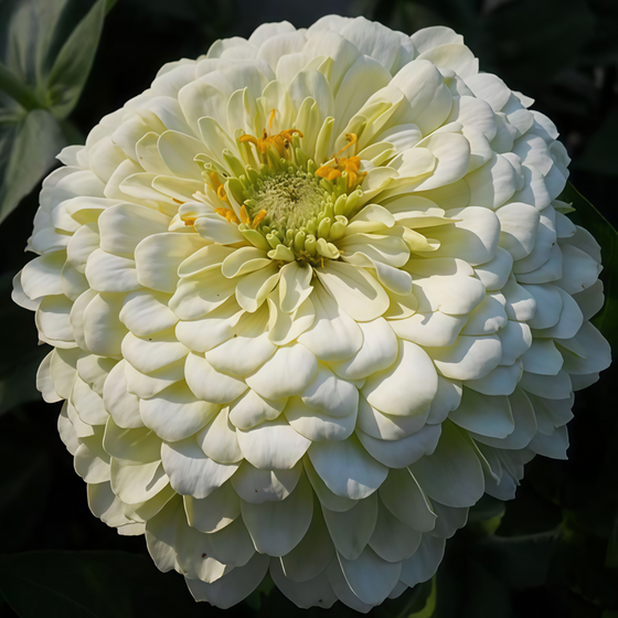 White Zinnia Seeds #2