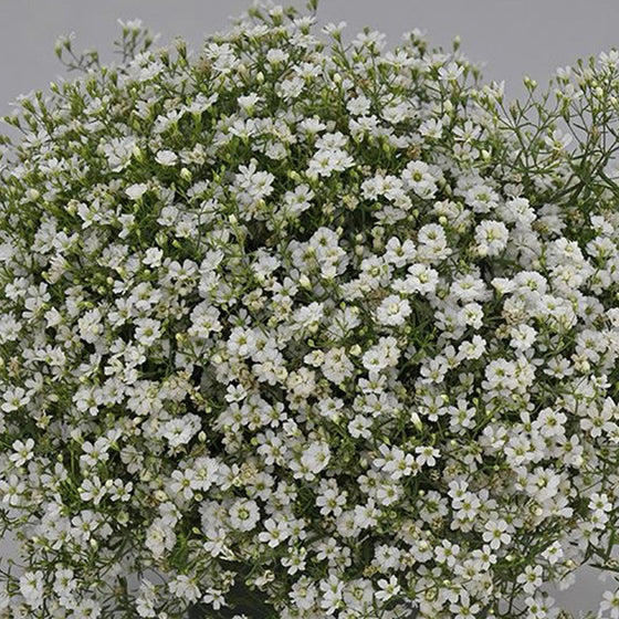 White Baby's Breath Seeds