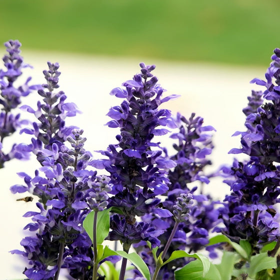 Blue Sage Seeds #1