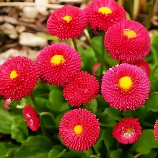 Bellis Medium Sized Red English Daisy Seeds