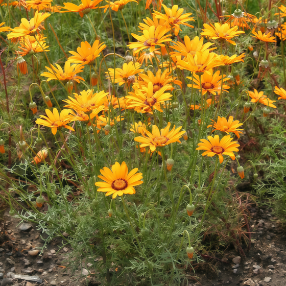 Anthemoides Ursinia Seeds - Yellow Seeds