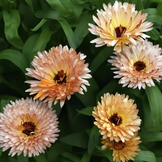 Light Yellow Calendula Seeds #1