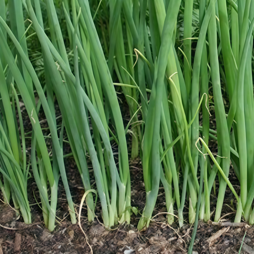 Allium Schoenoprasum Chives Seeds