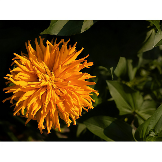 Orange Zinnia Seeds #3