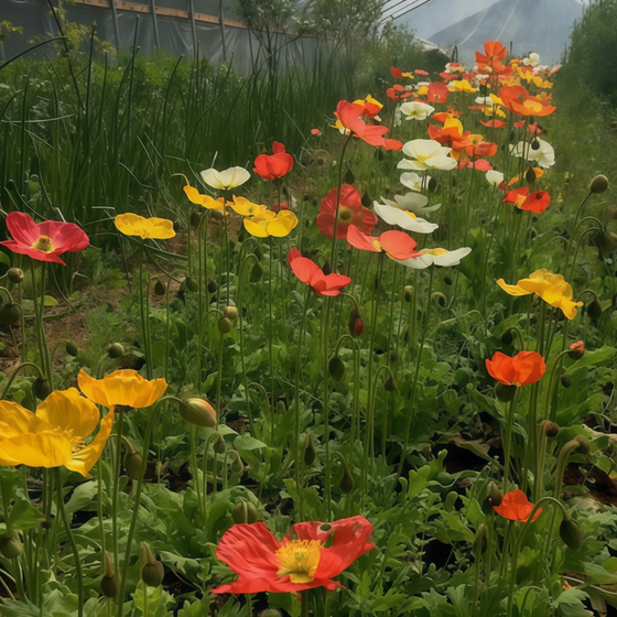 Papaver Extra Large Mixed Poppy Seeds
