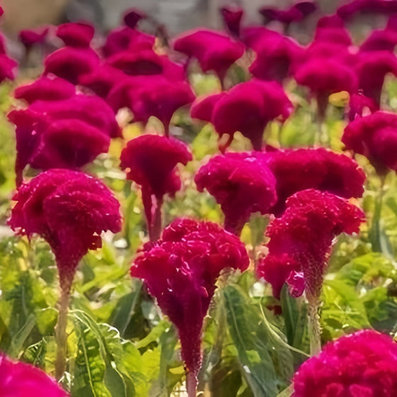 Red Celosia Seeds #2