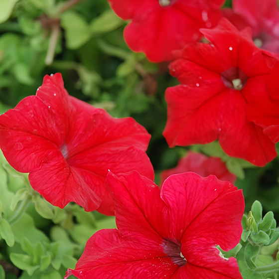 Hybrida Red Petunia Seeds