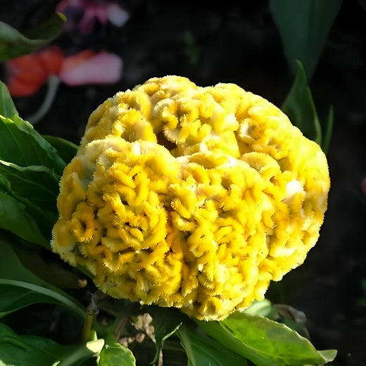 Cristata Yellow Celosia Seeds