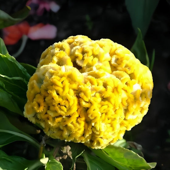 Cristata Yellow Celosia Seeds