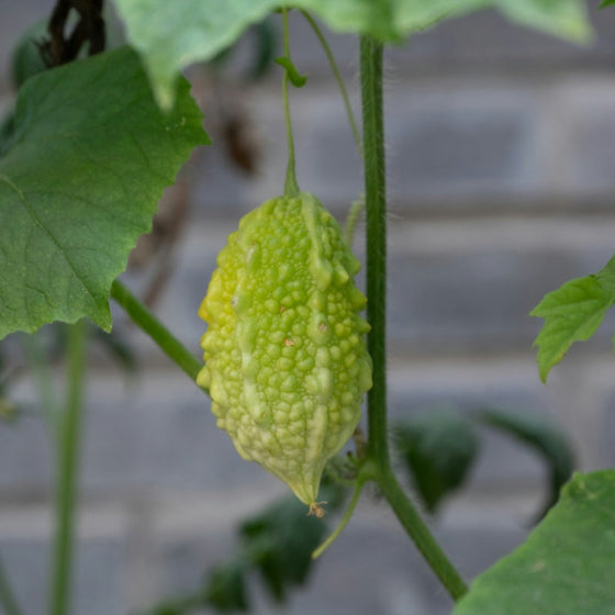 Bitter Melon Seeds