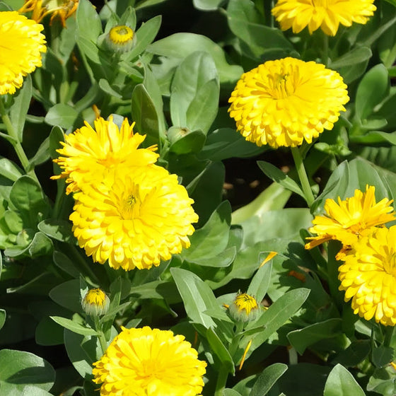 Golden Light Yellow Calendula Seeds