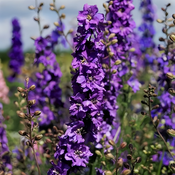 Elatum Delphinium Seeds - Blue Seeds