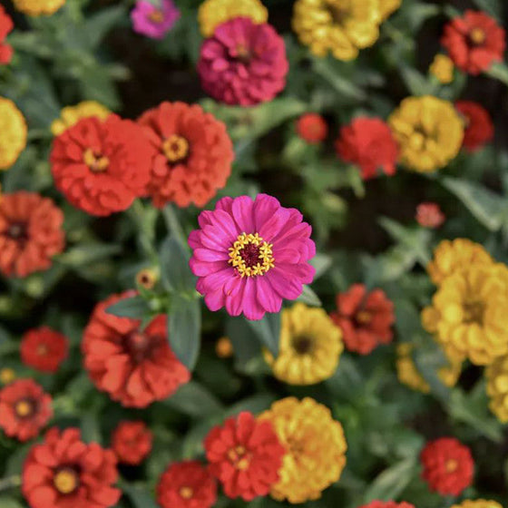 Dahlia Seeds - Mix #2