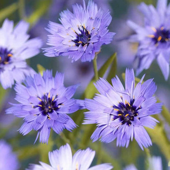 Cupid's Dart Seeds - Blue
