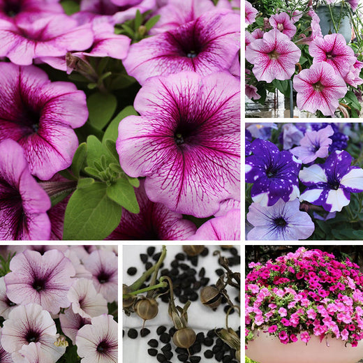 Petumia Hybrida Flower Seeds 100000