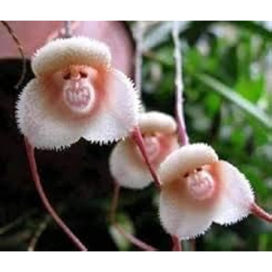 Light Pink Monkey Face Orchid Seeds