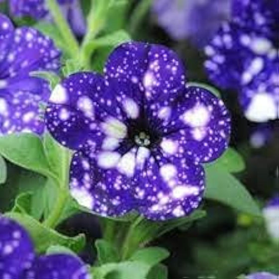 Petunia Seeds #8