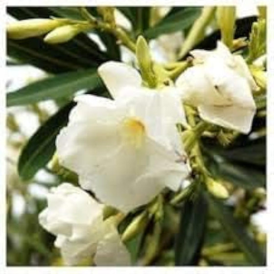 White Oleander Flower Seeds