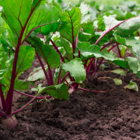 Beet Seeds