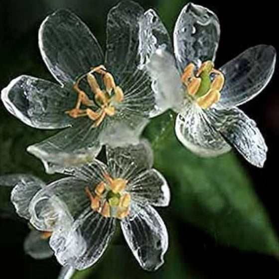 Skeleton Flower Seeds #3