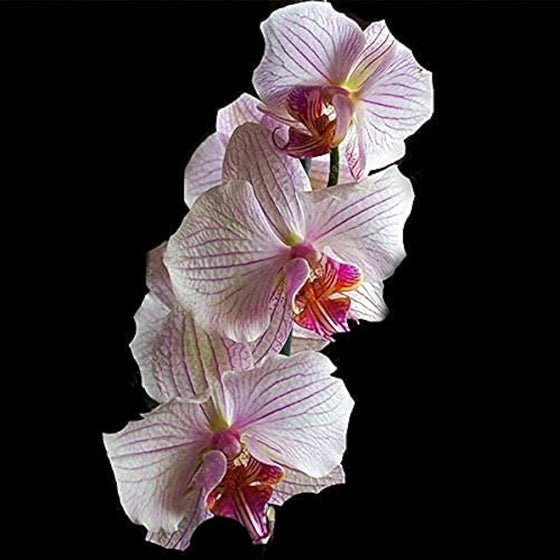 Cymbidium Orchid Seeds Butterfly Orchid Home & Wedding Decoration #4