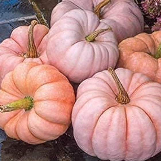 Deeply Ribbed Princess Pumpkin Seeds