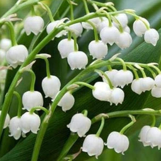 Lily of the Valley Seeds #3