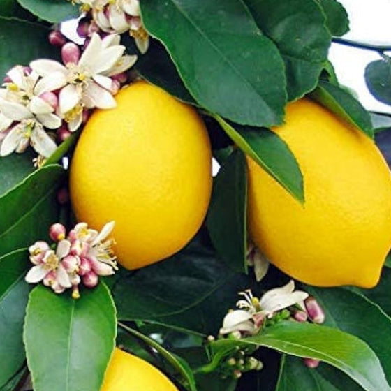 Eureka Lemon Tree Seeds #3