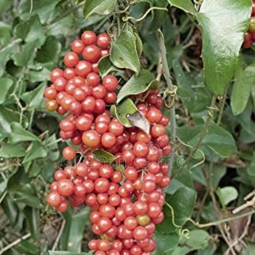 100pcssarsaparilla Nostrana Sarsaparilla Seeds