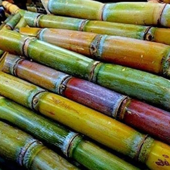 Sugar Cane Seeds #3