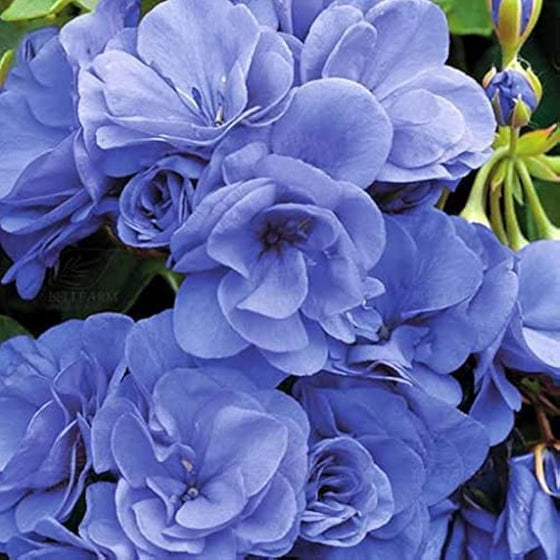 Blue Geranium Flower Seeds #2