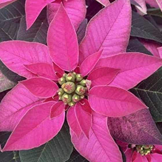 Pink Poinsettia Seeds #2