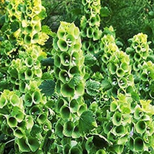 Bells of Ireland Seeds #1