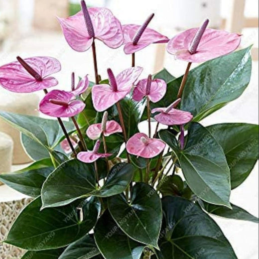 Purple Anthurium Flower Seeds #2