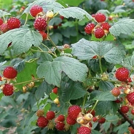 Rubus Parviflorus Thimbleberry Seeds